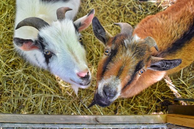 Goats in West Tisbury on a True Vineyard Day